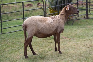 1X OOI/EWE B3 Genetics - Charles Freeme - 074 207 0007 (Highest Bidder may choose A, B or C of Lot round or take all - Pay per piece. Choice once per Lot round, Rest to take all)