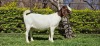 WITHDRAWN - 1X BOER GOAT DOE WIANCKO BOERBOKSTOET