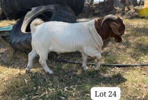 WITHDRAWN - 1X BOER GOAT BUCK SUZANNE VAN DYK BOERBOKSTOET