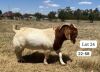 WITHDRAWN - 1X BOER GOAT BUCK SUZANNE VAN DYK BOERBOKSTOET - 2