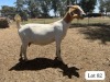 1+1X BOER GOAT FLOCK DOE SUZANNE VAN DYK BOERBOKSTOET - 2