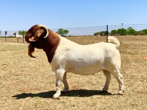 WITHDRAWN - 1X BOER GOAT BUCK KRIEL BOERBOKSTOET