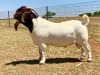 WITHDRAWN - 1X BOER GOAT BUCK KRIEL BOERBOKSTOET