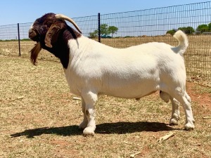 WITHDRAWN - 1X BOER GOAT BUCK KRIEL BOERBOKSTOET