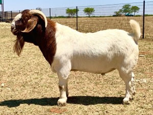 1X BOER GOAT FLOCK BUCK KRIEL BOERBOKSTOET