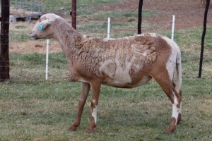 1X OOI/EWE B3 Genetics - Charles Freeme - 074 207 0007