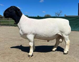 LOT 26 1X DORPER T5 RAM LEEUWDRIFT DORPER STOET