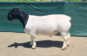 LOT 30 1X DORPER FLOCK RAM LEEUWDRIFT DORPER STOET