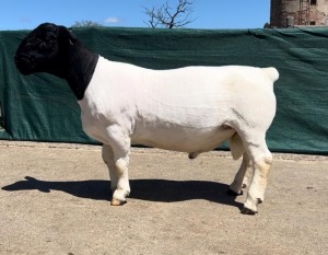 LOT 28 1X DORPER STUD RAM LEEUWDRIFT DORPER STOET