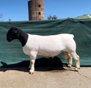 LOT 52 1X DORPER T5 RAM BO-DAM DORPER STOET