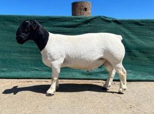 LOT 29 1X DORPER STUD RAM LEEUWDRIFT DORPER STOET