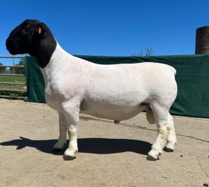 LOT 27 1X DORPER STUD RAM LEEUWDRIFT DORPER STOET