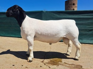 LOT 153 1X DORPER STUD RAM BO-DAM DORPER STOET