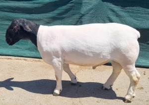 LOT 146 1X DORPER STUD RAM LEEUWDRIFT DORPER STOET