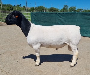 LOT 51 1X DORPER T5 RAM BO-DAM DORPER STOET