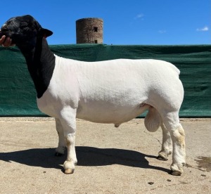 LOT 55 1X DORPER STUD RAM BO-DAM DORPER STOET