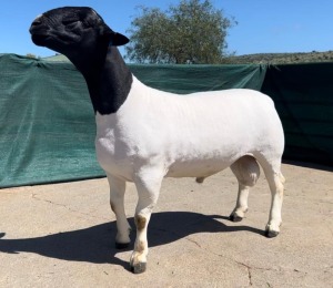 LOT 53 1X DORPER STUD RAM BO-DAM DORPER STOET