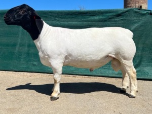 LOT 54 1X DORPER STUD RAM BO-DAM DORPER STOET