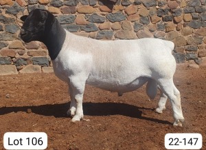 LOT 106 1X DORPER STUD RAM CRONJE DORPERS