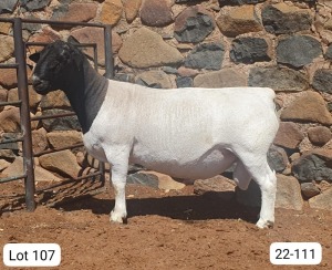 LOT 107 1X DORPER STUD RAM CRONJE DORPERS