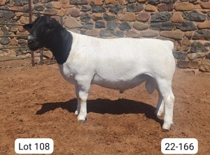 LOT 108 1X DORPER STUD RAM CRONJE DORPERS