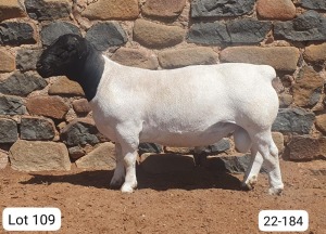 LOT 109 1X DORPER STUD RAM CRONJE DORPERS