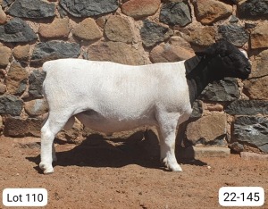 LOT 110 1X DORPER FLOCK RAM CRONJE DORPERS