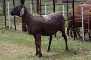 1X OOI/EWE B3 Genetics - Charles Freeme - 074 207 0007 (Highest Bidder may choose A, B or C of Lot round or take all - Pay per piece. Choice once per Lot round, Rest to take all)