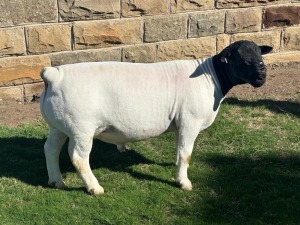 LOT 84 1X DORPER FLOCK RAM LEROY PHILLIPS DORPERS