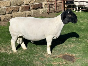 LOT 96 1X DORPER STUD RAM LEROY PHILLIPS DORPERS