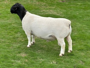 LOT 38 1X DORPER STUD RAM LEROY PHILLIPS DORPERS