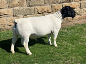 LOT 40 1X DORPER FLOCK RAM LEROY PHILLIPS DORPERS