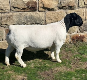 LOT 2 1X DORPER STUD RAM LEROY PHILLIPS DORPERS