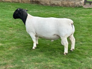 LOT 4 1X DORPER T5 RAM LEROY PHILLIPS DORPERS