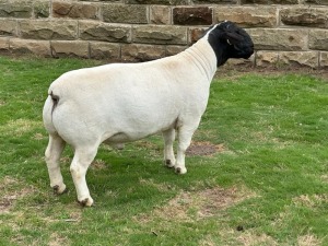 LOT 97 1X DORPER FLOCK RAM LEROY PHILLIPS DORPERS