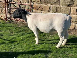 LOT 83 1X DORPER STUD RAM LEROY PHILLIPS DORPERS