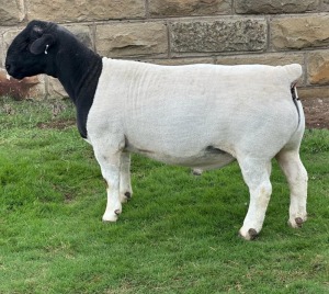 LOT 85 1X DORPER FLOCK RAM LEROY PHILLIPS DORPERS