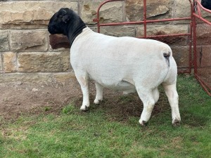 LOT 37 1X DORPER STUD RAM LEROY PHILLIPS DORPERS