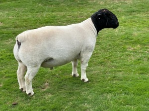 LOT 39 1X DORPER FLOCK RAM LEROY PHILLIPS DORPERS