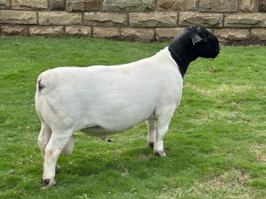 LOT 5 1X DORPER STUD RAM LEROY PHILLIPS DORPERS