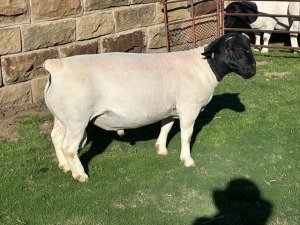 LOT 149 1X DORPER FLOCK RAM LEROY PHILLIPS DORPERS