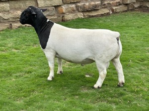 LOT 99 1X DORPER FLOCK RAM LEROY PHILLIPS DORPERS