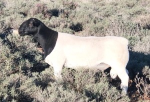 LOT 125 1X DORPER STUD RAM WEST FRONT DORPER STOET