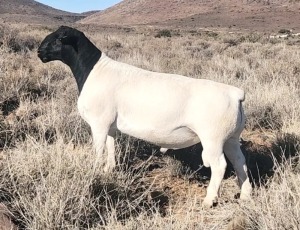 LOT 122 1X DORPER FLOCK RAM WEST FRONT DORPER STOET