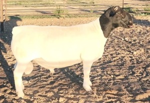 LOT 166 1X DORPER T5 RAM WEST FRONT DORPER STOET