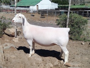 LOT 41 1X DORPER T5 OOI/EWE PIETER STOFBERG