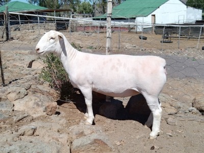 LOT 42 1X DORPER FLOCK OOI/EWE PIETER STOFBERG