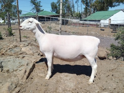 LOT 45 1X DORPER STUD OOI/EWE PIETER STOFBERG