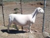 LOT 45 1X DORPER STUD OOI/EWE PIETER STOFBERG - 2