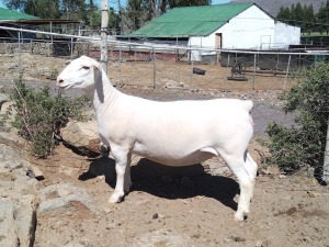 LOT 43 1X DORPER T5 OOI/EWE PIETER STOFBERG